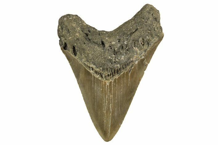 Fossil Megalodon Tooth - North Carolina #328242